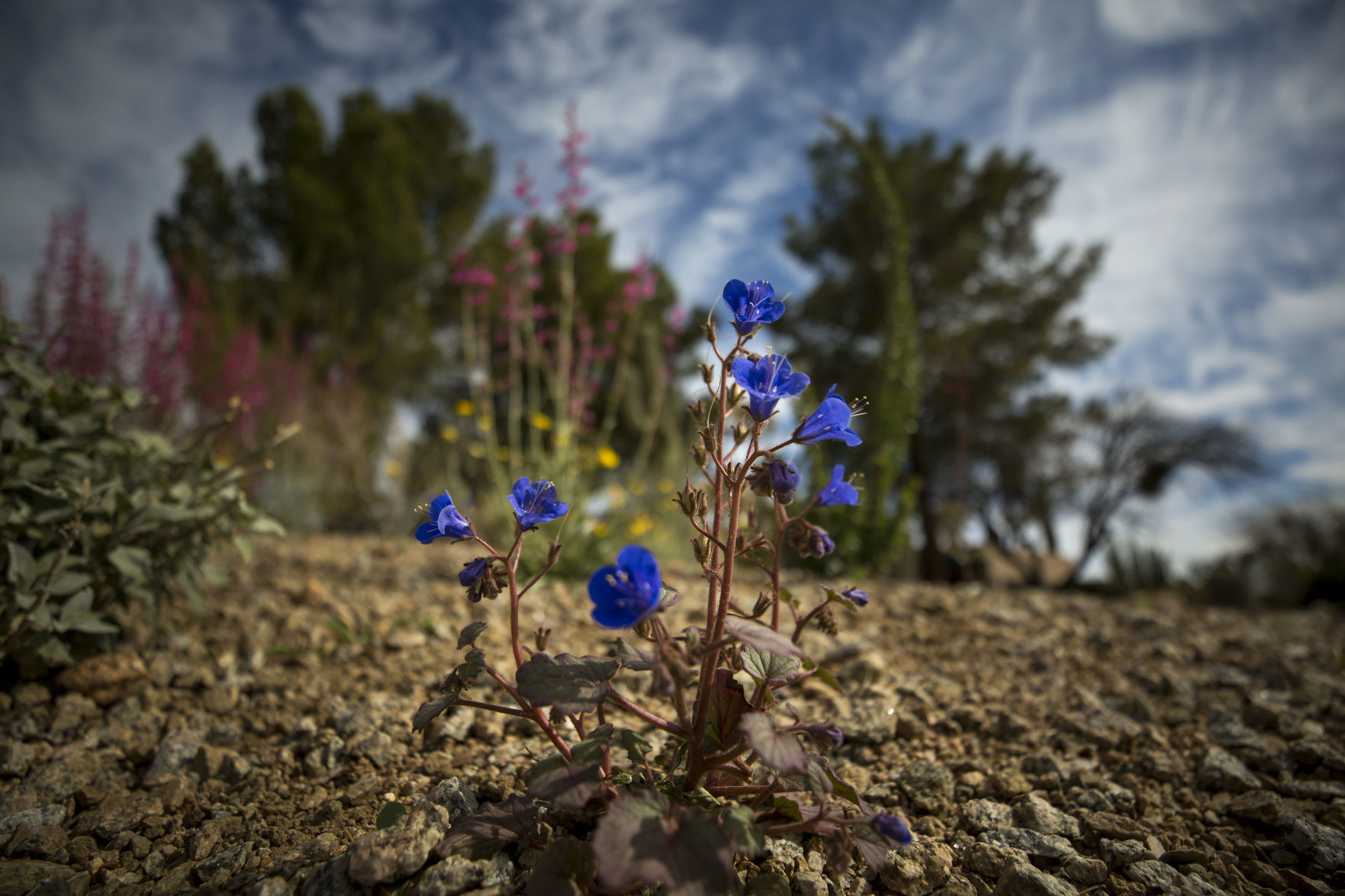 Wildflowers around Tucson, 2020